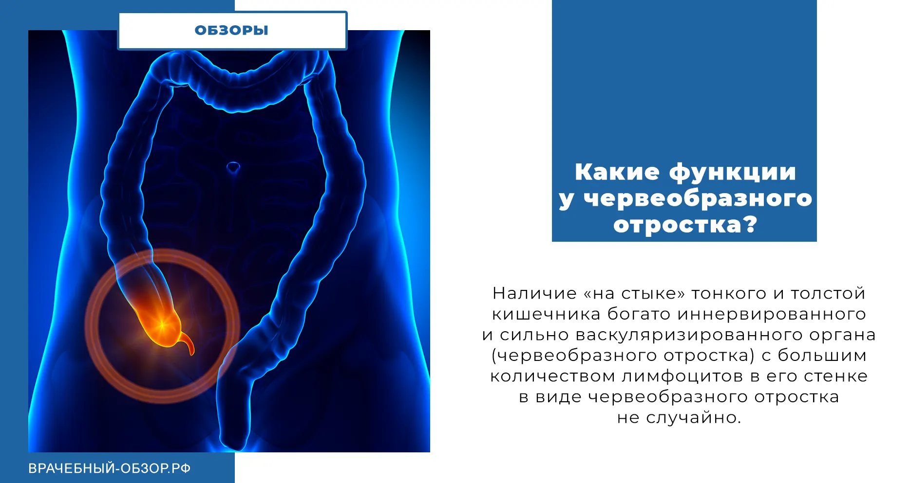 Какие функции у червеобразного отростка?
